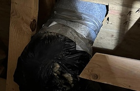 Why Choose All Shore Management for Mold Issues in Your Home